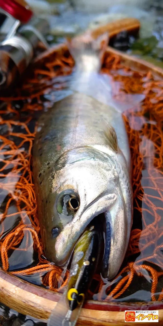 渓流ルアー｜釣具のイシグロ |釣り情報サイト